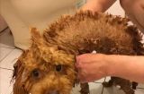 狗狗洗澡前必须知道的15个事项（宠物主人必备指南，让狗狗享受舒适洗澡体验）