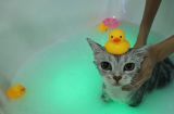 让不喜欢水的猫咪洗澡变得轻松愉快（宠物健康必备，如何给不喜欢水的猫咪洗澡）