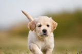 如何训练宠物狗摆出漂亮姿势（让你的狗狗成为镜头中的焦点，从姿势训练开始）