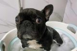宠物狗狗洗澡步骤详解（让你的狗狗变得更舒适、更健康）