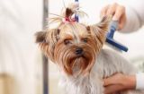 如何正确梳理宠物狗狗的毛发（五个注意事项让你的狗狗更健康美丽）