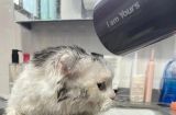 如何正确给宠物猫洗澡（注意事项和步骤，让你的猫咪洗澡更加安全舒适）
