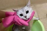 给宠物猫咪洗澡的五个注意事项（为了宠物的健康和舒适生活，给猫咪洗澡需谨慎）