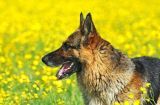 德国牧羊犬的营养需求与饮食规划（以宠物为主，让你的德国牧羊犬健康成长）
