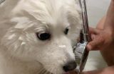 如何给宠物狗狗洗澡？（注意事项及详细步骤）