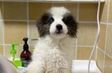 狗狗第一次洗澡要注意的事项（以宠物为主，让狗狗洗澡更加舒适）