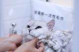 猫咪可以用人的沐浴露洗澡吗？（探讨猫咪洗澡的正确方式与注意事项）
