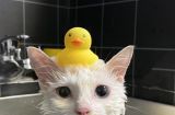 如何让宠物猫咪喜欢洗澡？（快速适应水的环境，打造爱洗澡的猫咪生活方式）