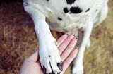如何为宠物狗剪指甲（让你的爱犬远离痛苦和伤害，拥有美丽健康的爪子）