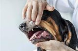 如何帮助宠物狗狗长出健康的牙齿？（全面的护牙指南，让您的爱宠从小培养好的习惯）
