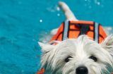 如何让你的宠物狗狗学会游泳？（掌握这些技巧，让你的狗狗在水中自如游动吧！）