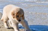 带狗狗去海边玩需注意的事项（宠物主人必读的海滩安全指南）