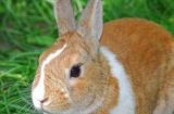 法系獭兔的饲养方法（如何科学养殖法系獭兔？）