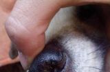 宠物金毛鼻子流血应急处理方法（怎样及时止血、避免感染、保护宠物健康）