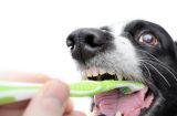 如何给宠物犬进行有效的牙齿护理？（掌握护理技巧，让宠物犬远离口腔问题）
