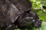 黑颈乌龟的饲养方法（如何让你的乌龟健康成长）