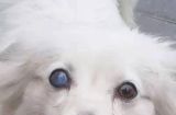狗狗眼珠变白，关注宠物眼部健康