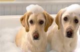 宠物新手必看，狗狗洗澡注意事项！（如何给狗狗洗澡，避免伤害？）