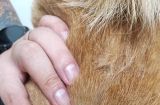宠物狗皮肤病与人类健康（了解宠物狗皮肤病的传染性及预防措施）