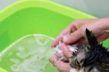猫咪洗澡五步骤详解（以宠物为主，让猫咪健康又干净）