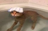 猫咪为什么害怕洗澡？（揭秘猫咪对洗澡的恐惧，如何让猫咪愉快洗澡）