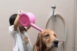 为什么要给狗狗洗澡？（如何正确给宠物洗澡）