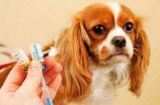 如何给幼犬进行日常基础护理（从洗澡到刷牙，一步步教你照顾你的宠物）