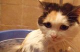 如何准备好帮猫咪洗澡？（宠物美容护理的关键要素）