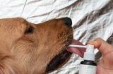 揭秘宠物狗狗口臭的原因及预防方法（为什么狗狗会有口臭？如何预防和治疗？）
