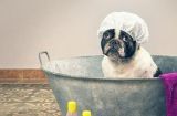 狗狗洗澡基本常识（让宠物犬焕然一新，注意清洁与保护）