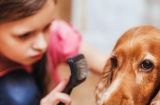 如何正确地给宠物狗梳毛？（掌握正确的梳毛步骤，让狗狗健康亮丽）