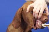 如何给你的爱犬刷好牙（注意事项、步骤和工具）
