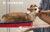 如何正确给宠物狗洗澡（六个要点让你的狗狗更健康舒适）