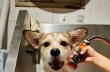 狗狗洗澡的学问：如何让宠物健康干净？