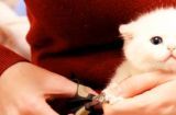 如何给你的猫咪剪指甲？（掌握这些小技巧，让你和猫咪都更轻松）