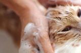 猫咪洗澡技巧大全（为你的爱猫提供最佳清洁方式，让TA更健康舒适）