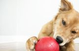 如何训练你的狗狗不乱咬东西？（宠物教育的重要性及7种训练技巧）